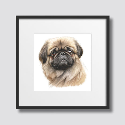 Dette detaljerte portrettet av en mops fanger den bedårende og sjarmerende personligheten til en av verdens mest elskede hunderaser. Illustrasjonsfoto viser motivet i sort ramme med passepartout.