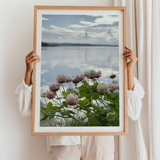 La blikket hvile på den sarte skjønnheten i Alsikekløver, fanget i et botanisk fotografi med poetisk nærhet til naturen. Illustrasjon viser motivet som plakat med hvit kantlinje i eik ramme.