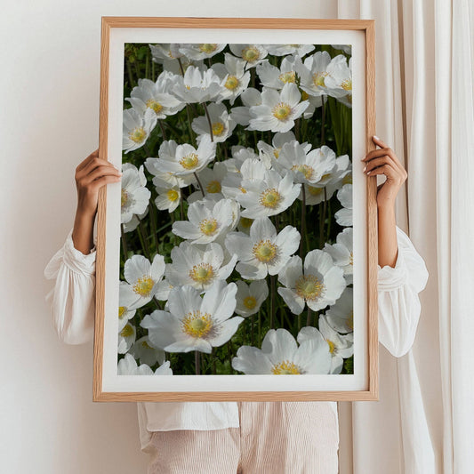 Denne plakaten eller lerretet av hvite anemoner i full flor er et botanisk kunstverk som fanger det flyktige og vakre ved naturens enkelhet. Illustrasjonen viser motivet som plakat med hvit kantlinje i eik ramme.