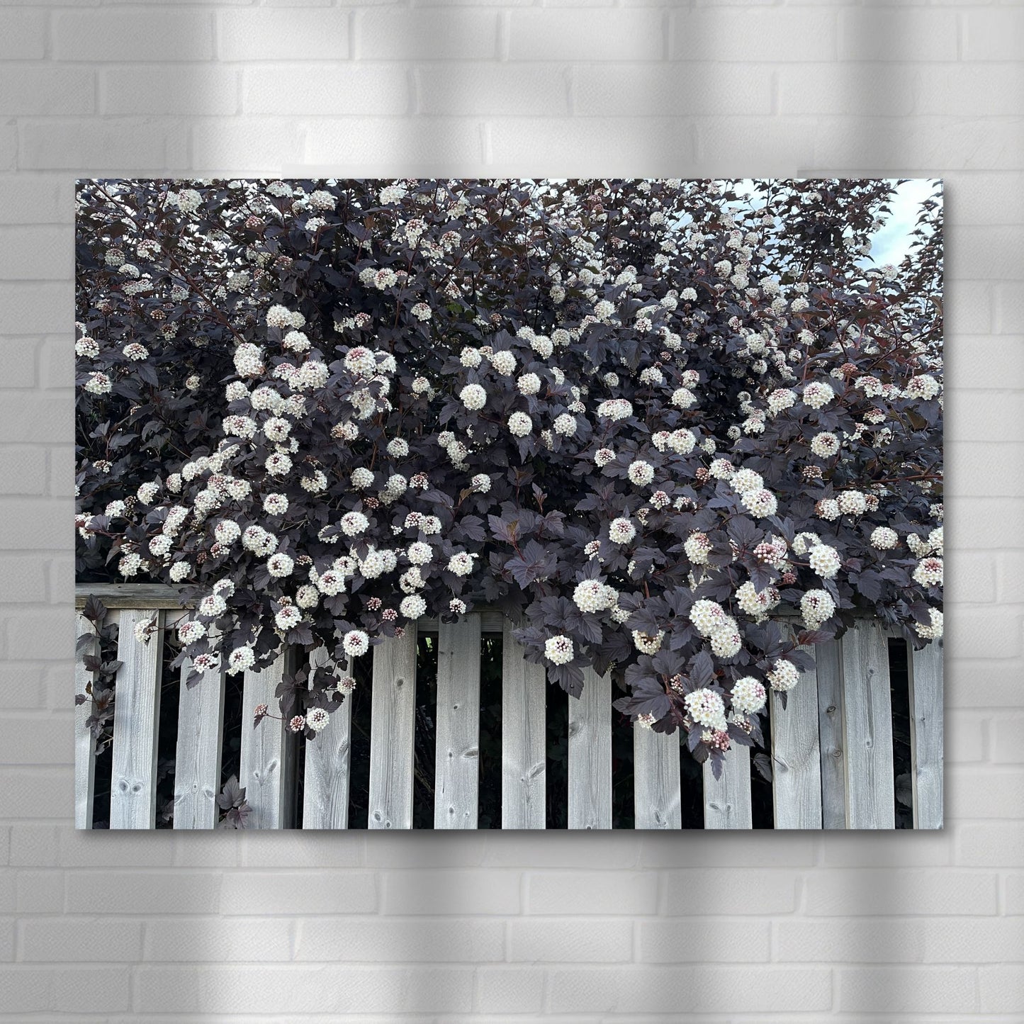 Dette unike kunstverket fanger en nydelig Blærespirea i full blomstring, med sine burgunderfargede blader og tette klaser av små, hvite blomster som henger grasiøst over et slitt stakittgjerde. Illustrasjonsfotoet viser motivet på lerret..