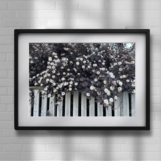 Dette unike kunstverket fanger en nydelig Blærespirea i full blomstring, med sine burgunderfargede blader og tette klaser av små, hvite blomster som henger grasiøst over et slitt stakittgjerde. Illustrasjonsfotoet viser motivet i svart ramme.