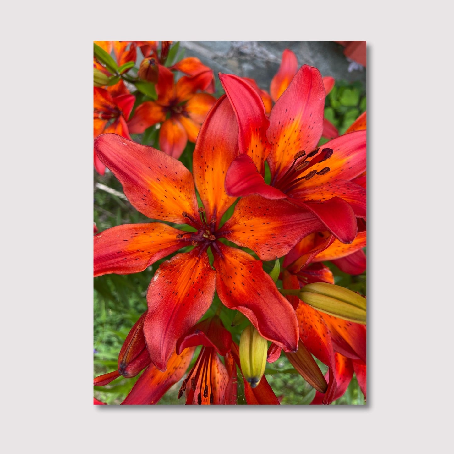 Motiv av den praktfulle Lilium bulbiferum, bedre kjent som Brannlilje, en blomst kjent for sine livlige oransje kronblader og unike eleganse. Illustrasjonsfoto viser motivet på lerret.