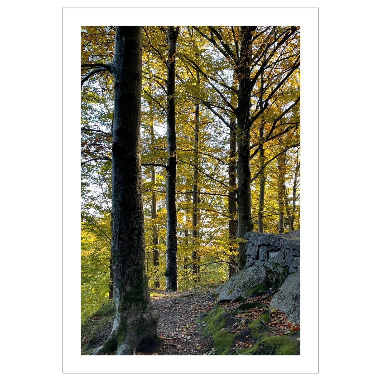 Nydelig plakatmotiv av en bøkeskog i høstfarger.