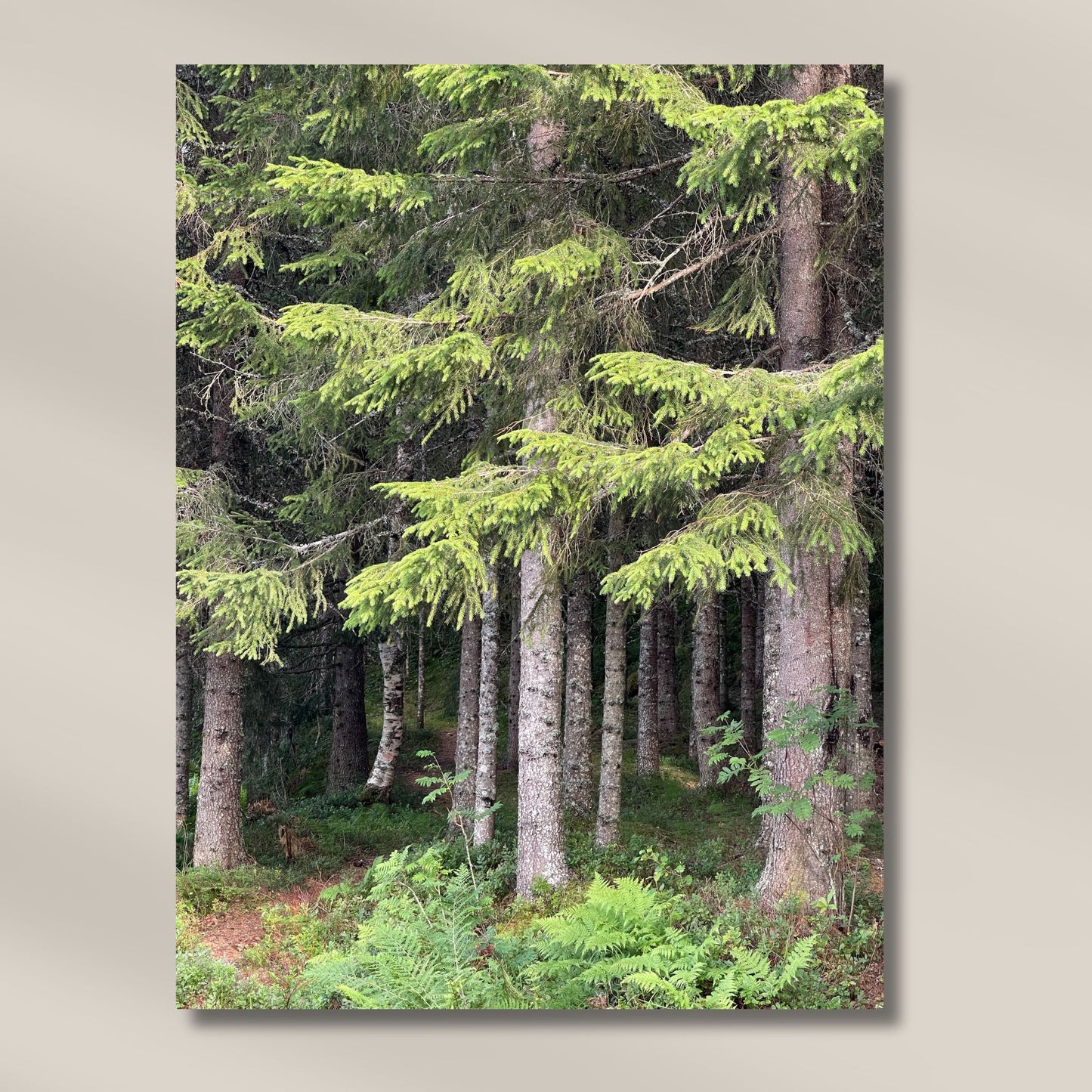 Motiv med tettvokste stammer som strekker seg mot himmelen, omgitt av bregner og skogbunn i livlig grønnfarge. Illustrasjonen viser motivet på lerret.