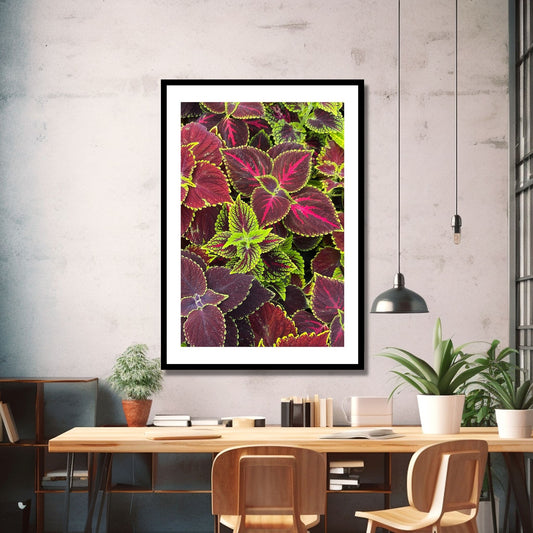 Foto av Coleus i burgunder og grønne fargenyanser. Motivet vil være et dekorativt blikkfang både som plakat eller på lerret. Miljøbildet viser motivet på en vegg i sort ramme