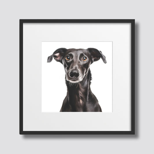 Dette detaljerte portrettet fremhever den slanke, grasiøse figuren og de store, uttrykksfulle øynene som er karakteristiske for den spanske mynden. Illustrasjonsfoto viser motivet i sort ramme med passepartout.