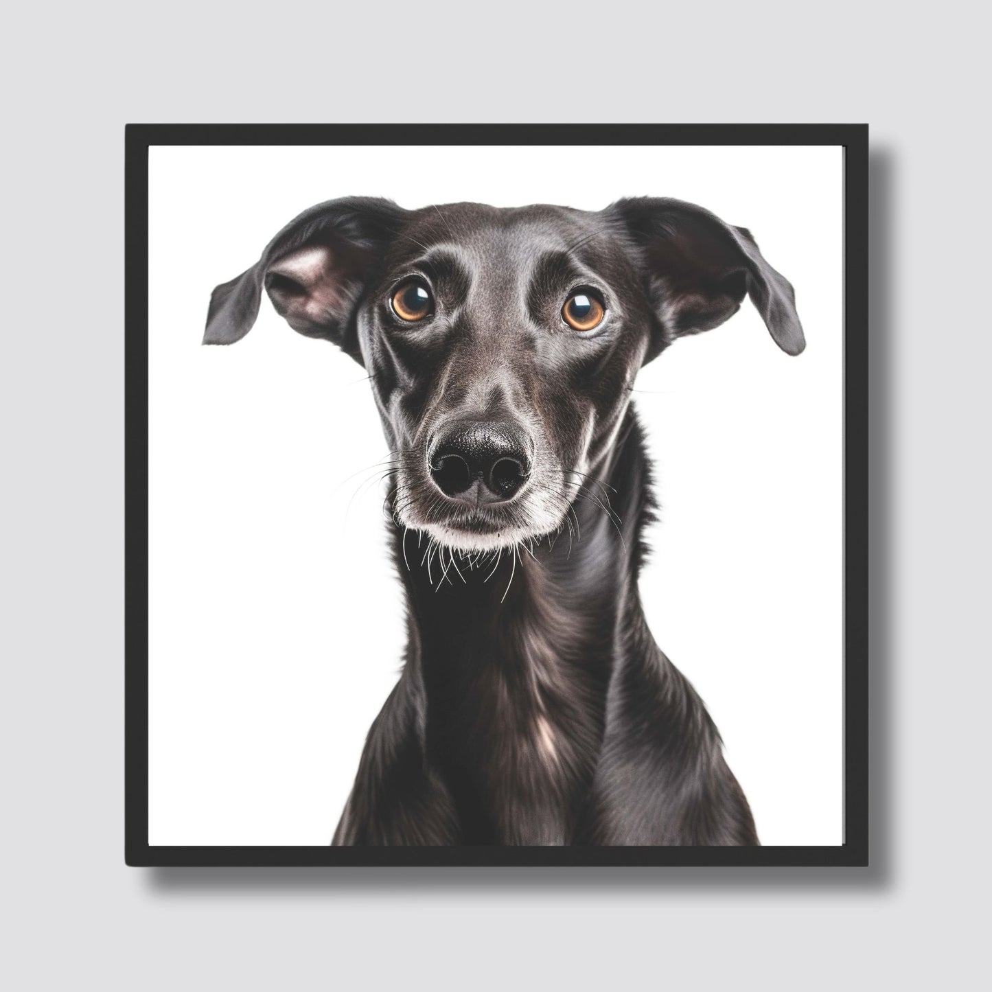 Dette detaljerte portrettet fremhever den slanke, grasiøse figuren og de store, uttrykksfulle øynene som er karakteristiske for den spanske mynden. Illustrasjonsfoto viser motivet i sort ramme.