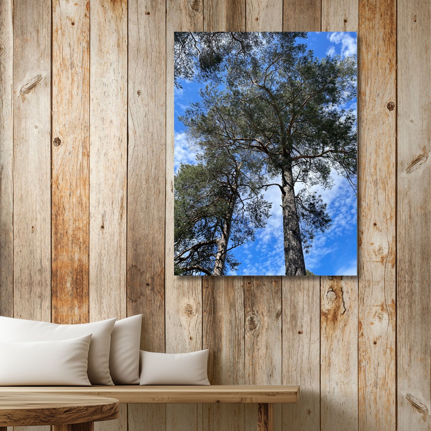 Furu mot Himmel er et storslått naturmotiv sett nedenfra – gamle furutrær reiser seg mot blå himmel og lette skyer. Illustrasjon viser motiv på lerret.