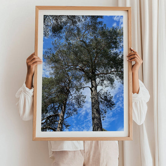 Furu mot Himmel er et storslått naturmotiv sett nedenfra – gamle furutrær reiser seg mot blå himmel og lette skyer. Illustrasjon viser motiv med hvit kantlinje i eik ramme.
