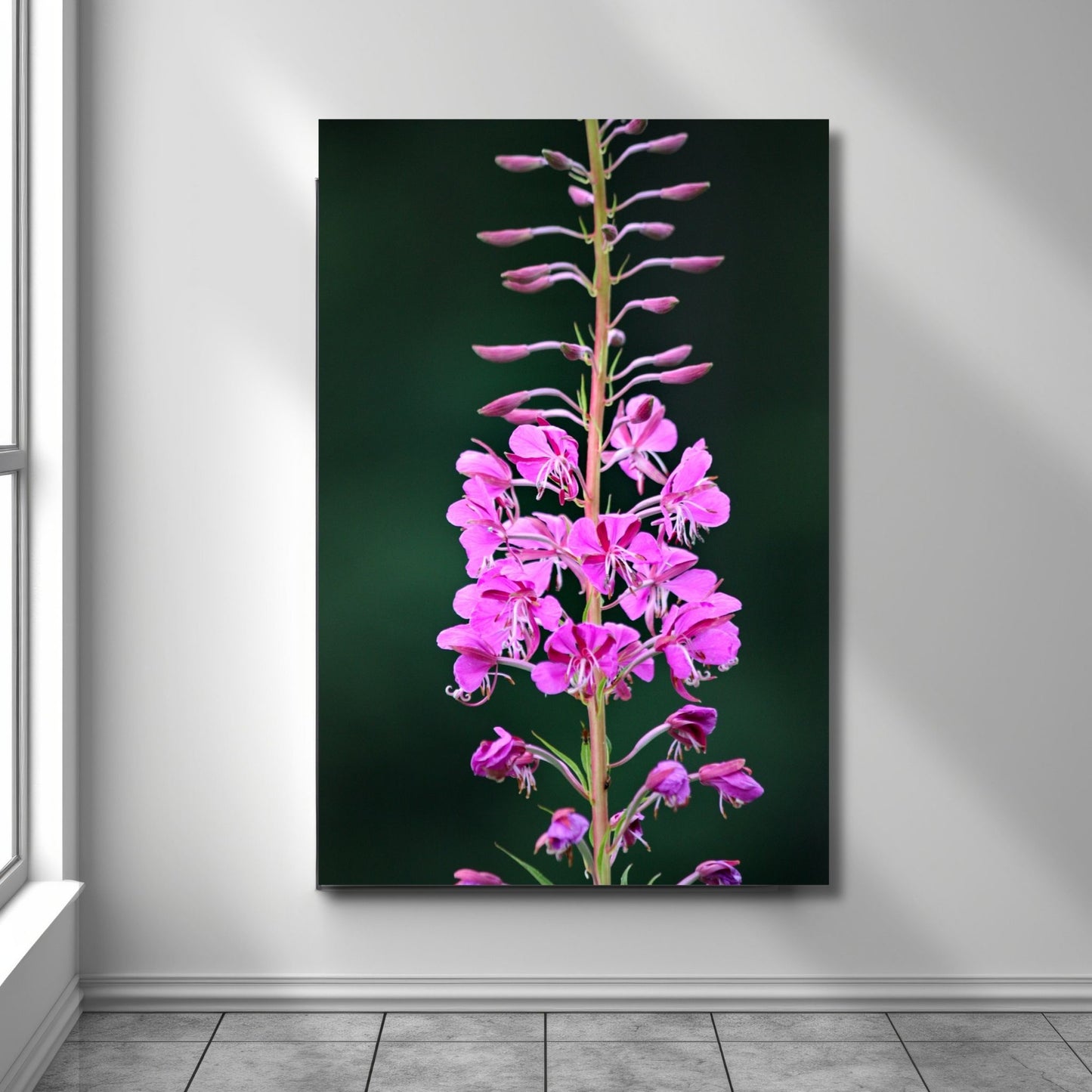 Vakkert motiv av Geiterams - Chamaenerion angustifolium, kjent for sine livlige rosa blomster som pryder landskapet om sommeren. Illustrasjonsfoto viser motivet på lerret.