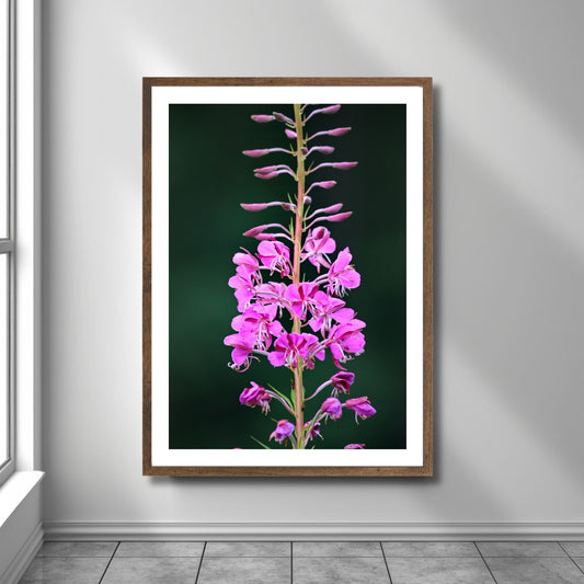 Vakkert motiv av Geiterams - Chamaenerion angustifolium, kjent for sine livlige rosa blomster som pryder landskapet om sommeren. Illustrasjonsfoto viser motivet som plakat i en brun ramme.