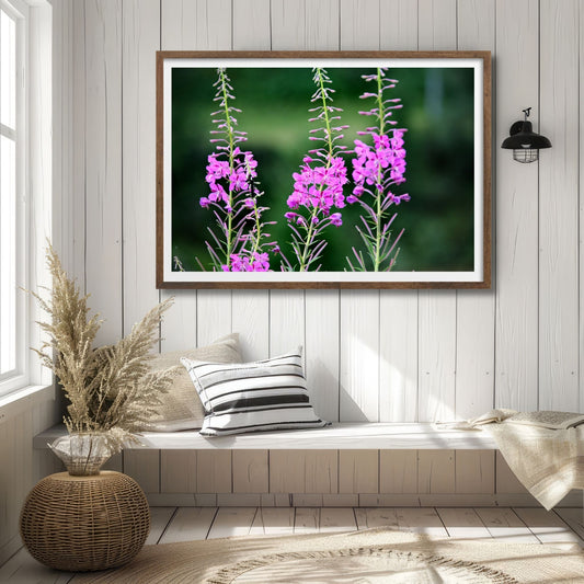 Vakkert motiv av Geiterams - Chamaenerion angustifolium, kjent for sine livlige rosa blomster som pryder landskapet om sommeren. Illustrasjonsfoto viser motivet som plakat i en brun ramme.