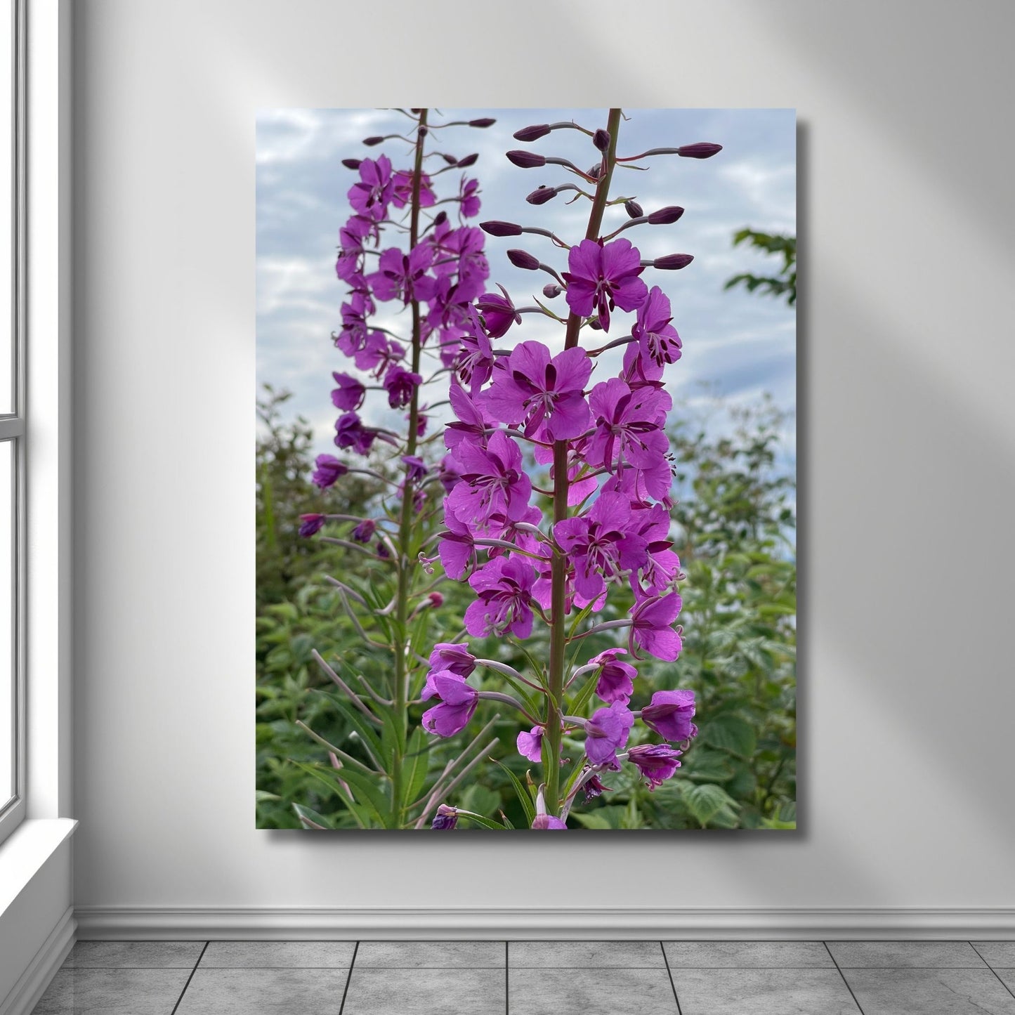 Vakkert motiv av Geiterams - Chamaenerion angustifolium, kjent for sine livlige rosa blomster som pryder landskapet om sommeren. Illustrasjonsfoto viser motivet på lerret.
