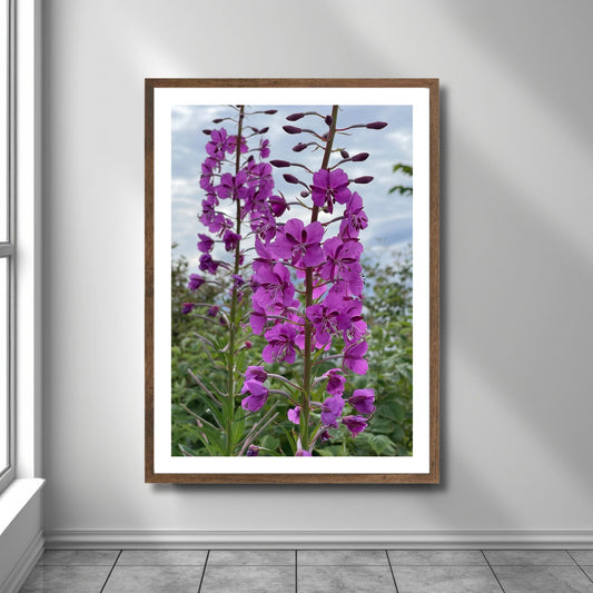 Vakkert motiv av Geiterams - Chamaenerion angustifolium, kjent for sine livlige rosa blomster som pryder landskapet om sommeren. Illustrasjonsfoto viser motivet som plakat i en brun ramme.