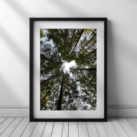 Fang naturens ro og majestet med denne vakre plakaten eller lerretet som viser høye grantrær sett fra bakken og opp mot himmelen. illustrasjonsfoto viser motivet som plakat i sort ramme.
