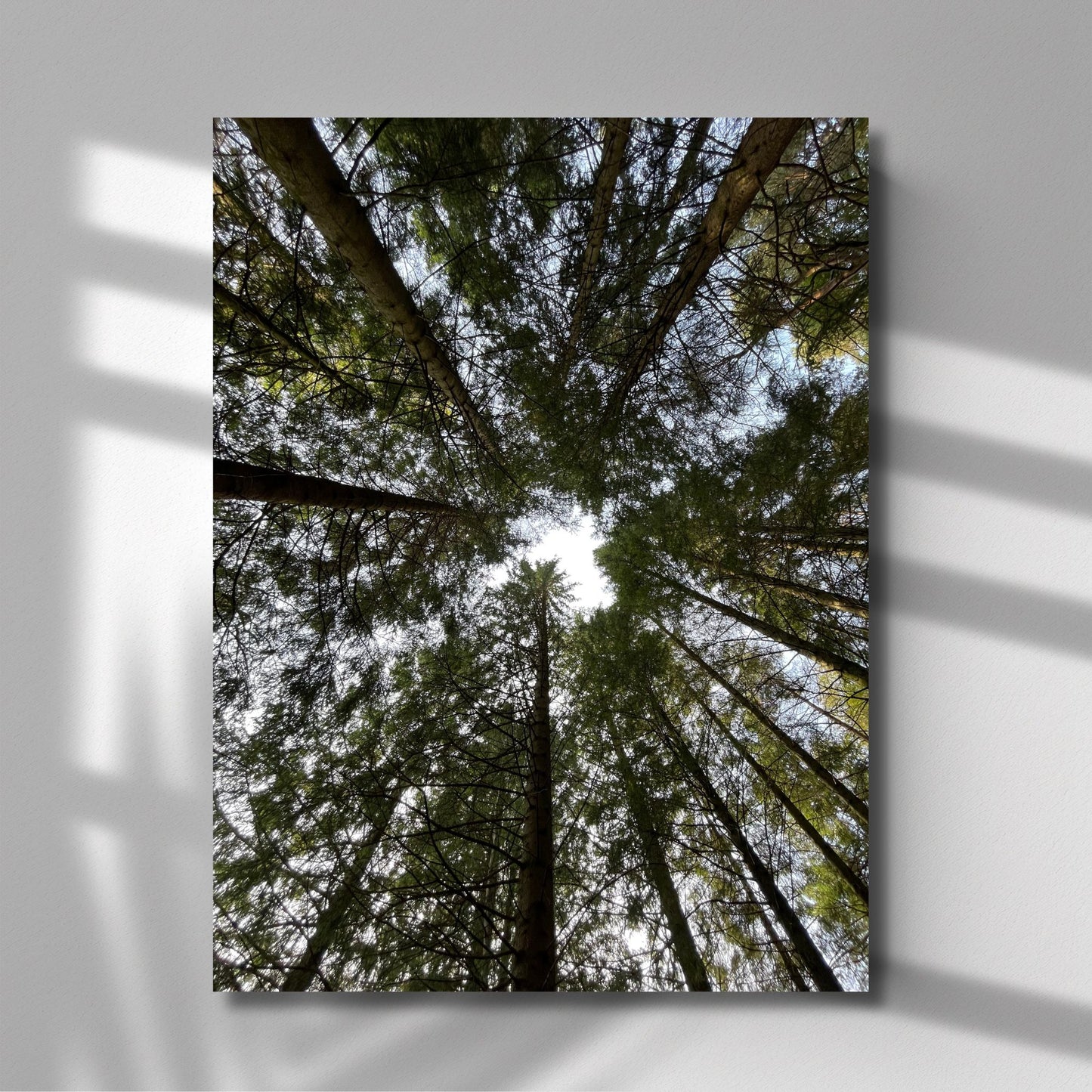 Fang naturens ro og majestet med denne vakre plakaten eller lerretet som viser høye grantrær sett fra bakken og opp mot himmelen. illustrasjonsfoto viser motivet på lerret.