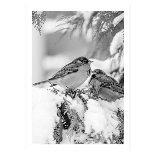 Spurver på kvist. Fotografi i sort-hvitt som plakat eller lerret. Plakat har en hvit kant rundt som gir dybde og fremhever motivet.