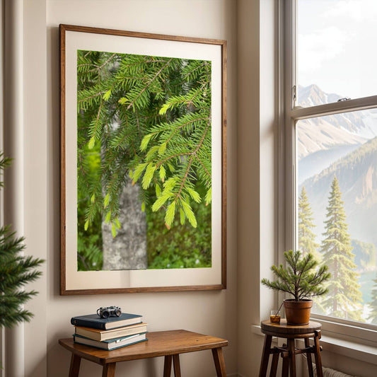 Gran – Skudd og Stillhet viser et dempet og nærgående utsnitt av grankvister med nye skudd. illustrasjon viser motivet som plakat i eik ramme.