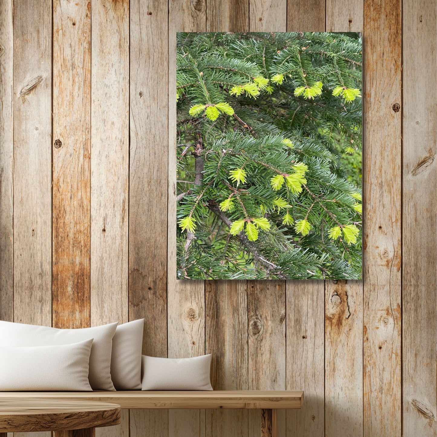 Gran – Vårskudd i Kontrast viser de myke, limegrønne skuddene på ei grankvist, i kontrast til den mørke, voksne barnålen. Illustrasjon viser motivet på lerret.