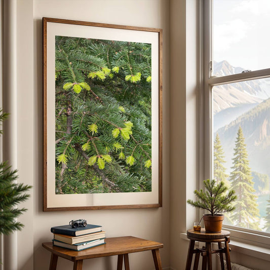 Gran – Vårskudd i Kontrast viser de myke, limegrønne skuddene på ei grankvist, i kontrast til den mørke, voksne barnålen. Illustrasjon viser motivet som plakat i eik ramme.