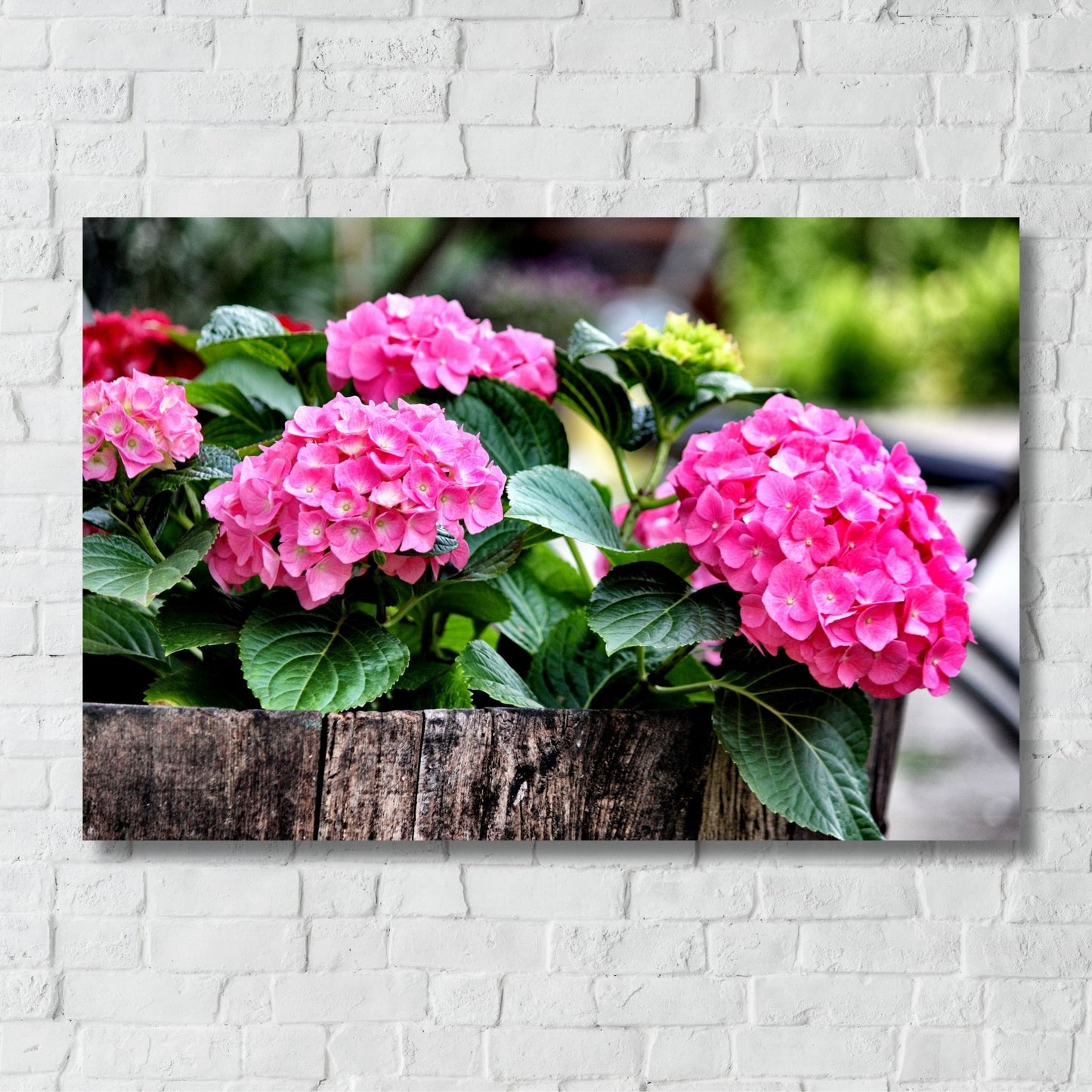 Gi hjemmet ditt et friskt og fargerikt preg med denne nydelige plakaten eller lerretet som viser Hortensia i full blomst. illustrasjonsfoto viser motivet på lerret.