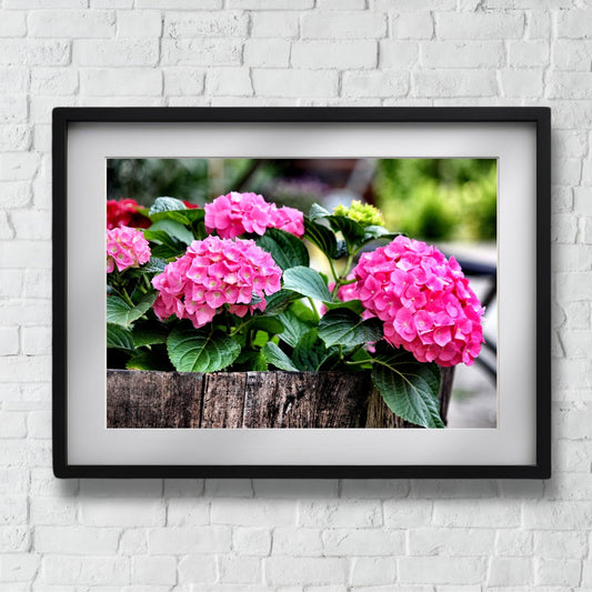 Gi hjemmet ditt et friskt og fargerikt preg med denne nydelige plakaten eller lerretet som viser Hortensia i full blomst. illustrasjonsfoto viser motivet som plakat i sort ramme.