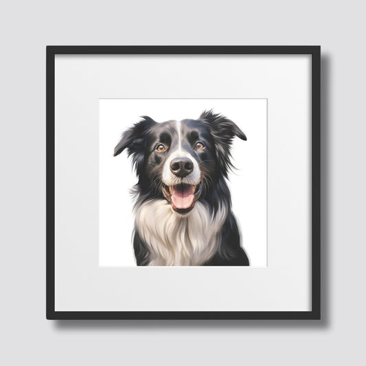 Dette livlige motivet viser en lykkelig border collie med sitt karakteristiske uttrykk, klar til å bringe et smil til ansiktet til enhver dyreelsker. Illustrasjonsfoto viser motivet i sort ramme og passepartout.
