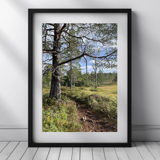 Langs Furustien er et stemningsfullt naturmotiv som leder blikket innover i skogens lune ro. Illustrasjonen viser motivet som plakat i sort ramme med passepartout.