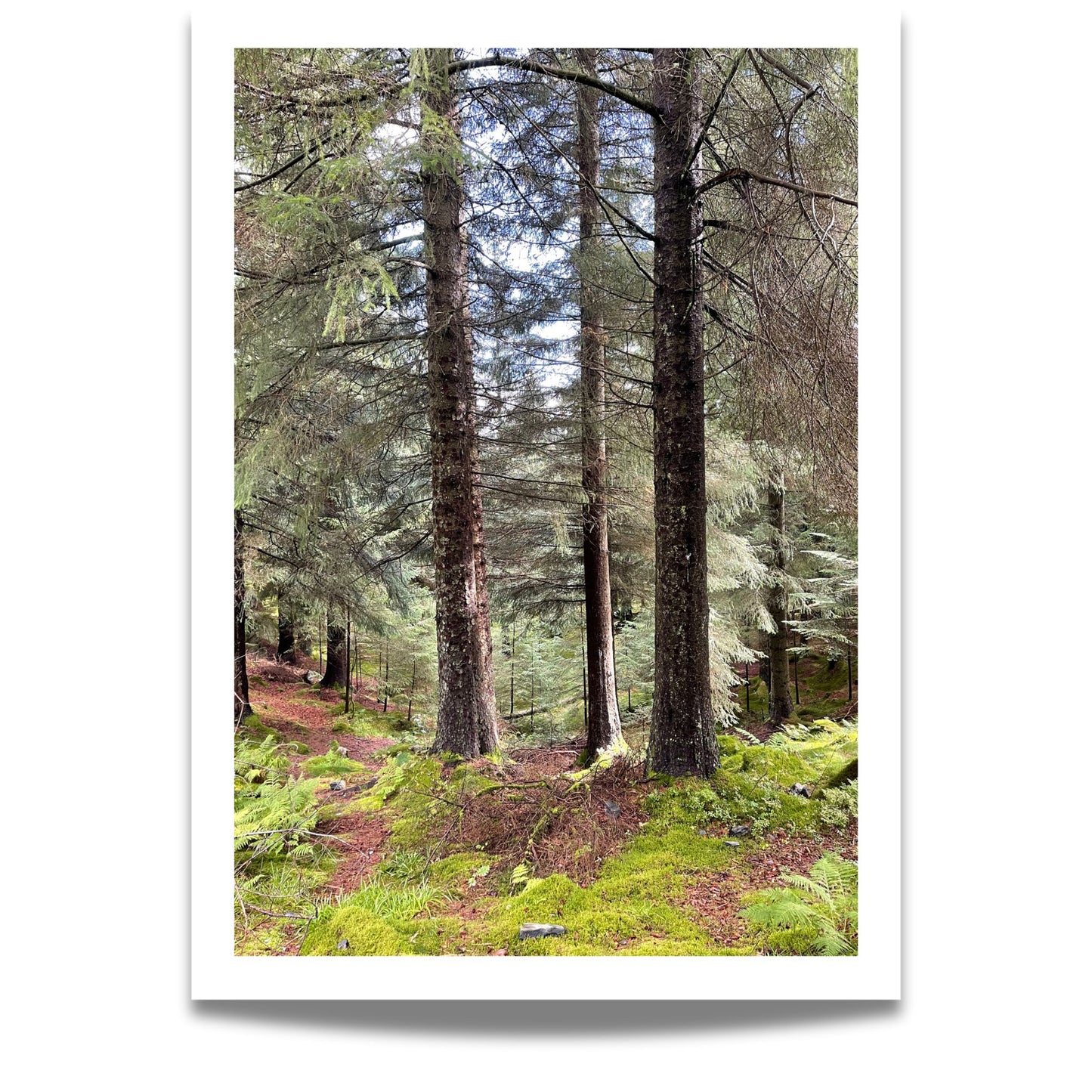 Barskogens Stillhet er et stille, meditativt plakatmotiv fra dypet av trøndersk barskog.