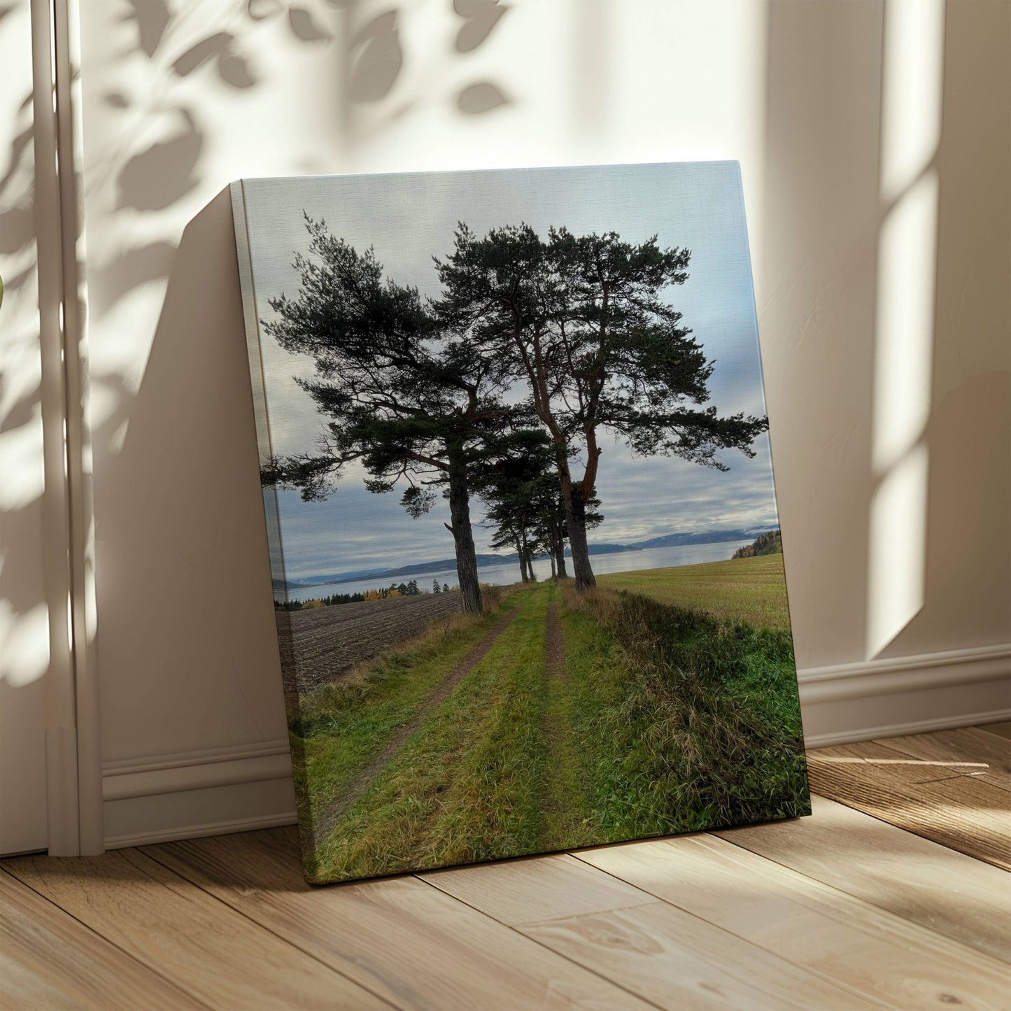 Dette motivet fra Inderøy Kultursti ved Trondheimsfjorden viser et åpent landskap hvor en gressvei slynger seg mellom stolte furutrær og jorder – med fjorden som åpen horisont i det fjerne. Illustrasjon viser motivet på lerret.