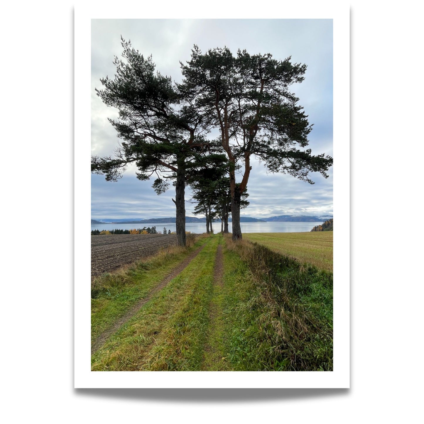 Dette motivet fra Inderøy Kultursti ved Trondheimsfjorden viser et åpent landskap hvor en gressvei slynger seg mellom stolte furutrær og jorder – med fjorden som åpen horisont i det fjerne.