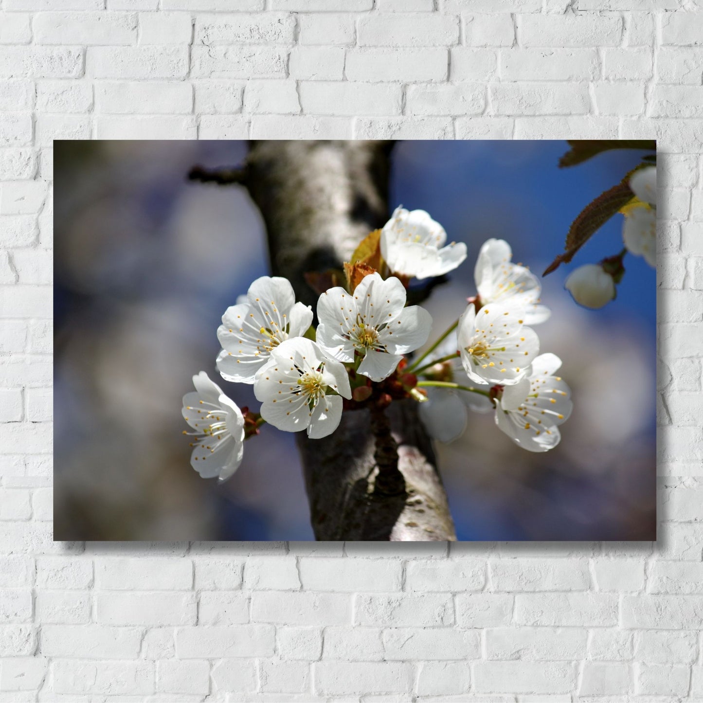 Bring naturens skjønnhet inn i hjemmet ditt med denne delikate plakaten eller lerretet som viser en vakker gren med kirsebærblomster i full blomst. Illustrasjonsfoto viser motivet på lerret.
