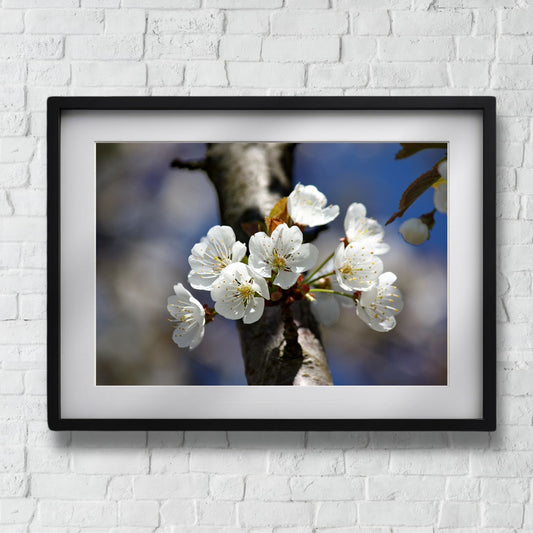 Bring naturens skjønnhet inn i hjemmet ditt med denne delikate plakaten eller lerretet som viser en vakker gren med kirsebærblomster i full blomst. Illustrasjonsfoto viser motivet som plakat i sort ramme.