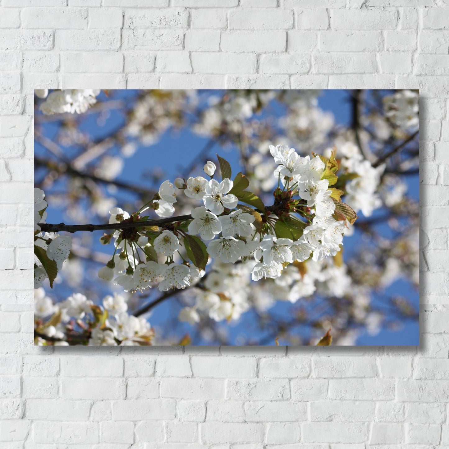 Bring naturens skjønnhet inn i hjemmet ditt med denne delikate plakaten eller lerretet som viser en vakker gren med kirsebærblomster i full blomst. Illustrasjonsfoto viser motivet på lerret.