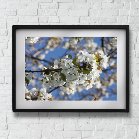 Bring naturens skjønnhet inn i hjemmet ditt med denne delikate plakaten eller lerretet som viser en vakker gren med kirsebærblomster i full blomst. Illustrasjonsfoto viser motivet som plakat i sort ramme.