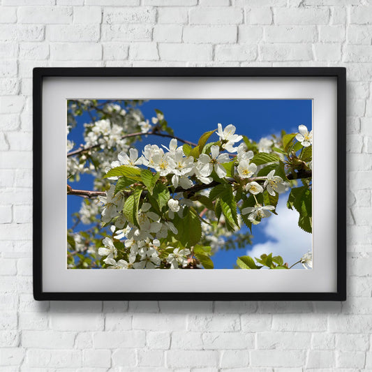 Bring naturens skjønnhet inn i hjemmet ditt med denne delikate plakaten eller lerretet som viser en vakker gren med kirsebærblomster i full blomst. Illustrasjonsfoto viser motivet som plakat i sort ramme.