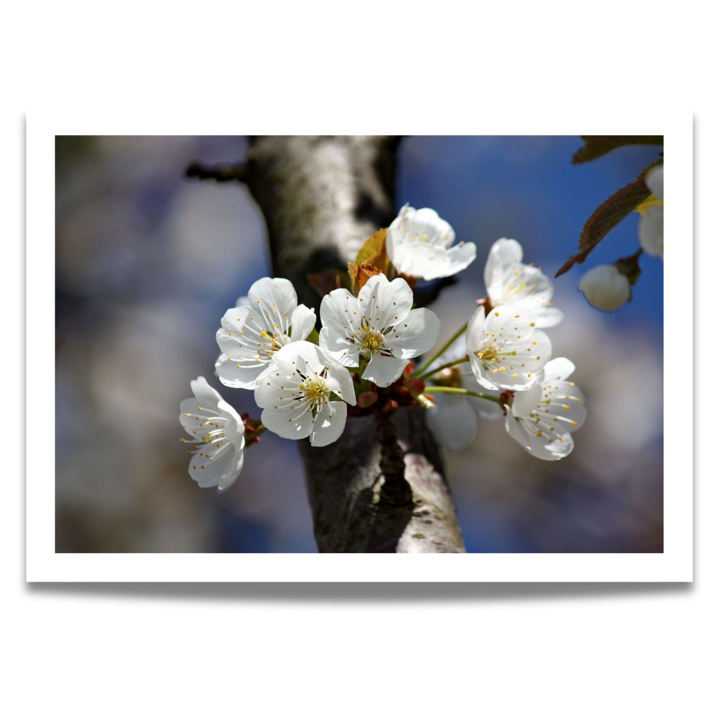 Bring naturens skjønnhet inn i hjemmet ditt med denne delikate plakaten eller lerretet som viser en vakker gren med kirsebærblomster i full blomst.