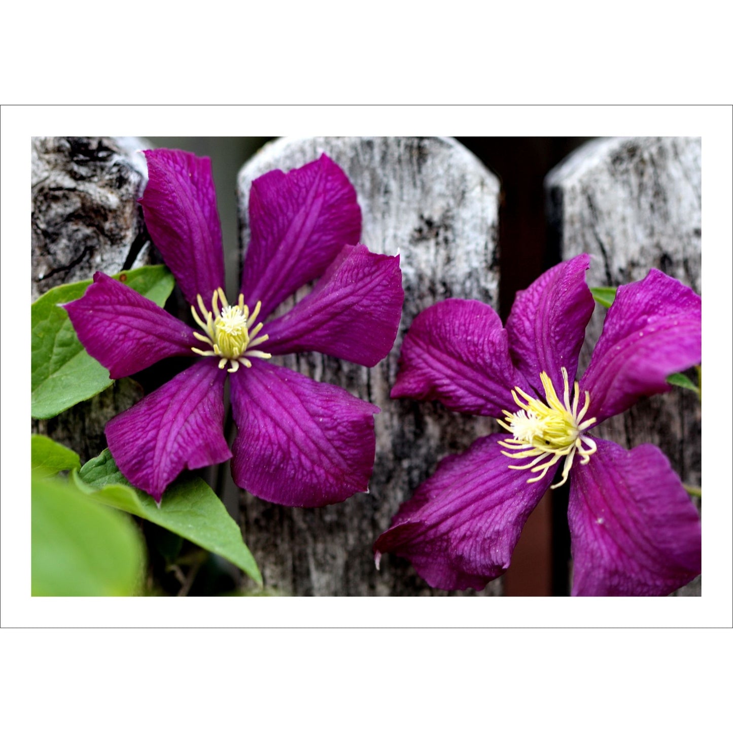 Gi interiøret ditt et friskt og naturlig preg med denne vakre plakaten eller lerretet som viser den elegante blomsten Klematis Étoile Violette i dyp lilla nyanse