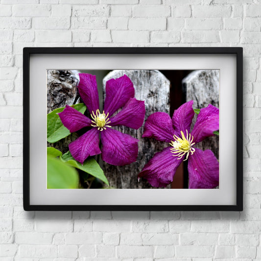 Gi interiøret ditt et friskt og naturlig preg med denne vakre plakaten eller lerretet som viser den elegante blomsten Klematis Étoile Violette i dyp lilla nyanse. Illustrasjonsfotoo viser motivet som plakat i sort ramme.