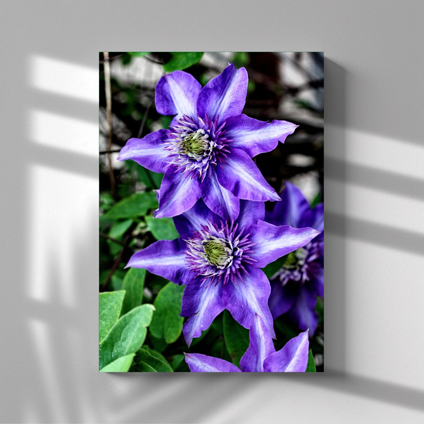 Dette detaljerte fotografiet fanger den slående skjønnheten til Klematis "Multi Blue", en klatreplante kjent for sine spektakulære blå-lilla blomster med et innslag av fiolett. Illustrasjonsfoto viser motivet på lerret.