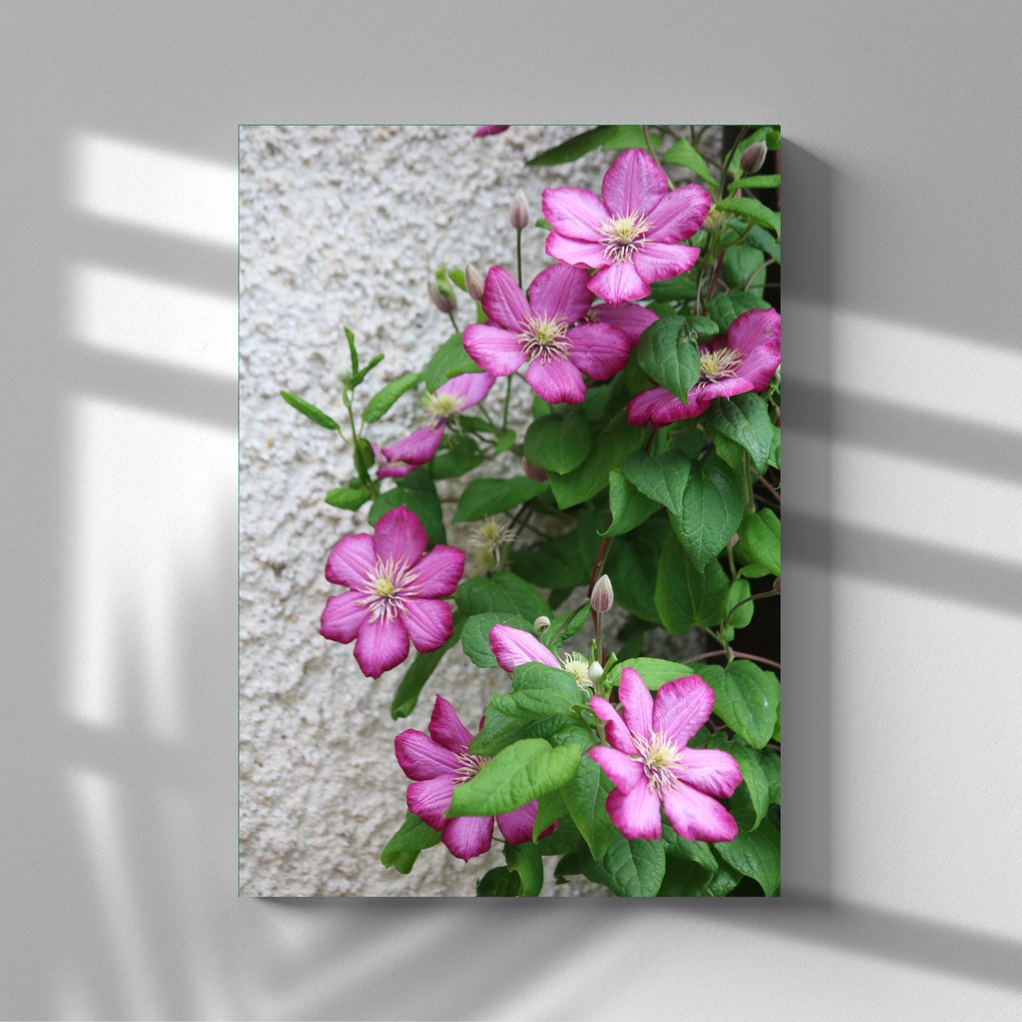 Oppdag skjønnheten til Klematis "Ville De Lyon" med våre unike plakater og lerret Denne vakre blomsten, kjent for sine imponerende røde og rosa nyanser, er et fantastisk tilskudd til ethvert rom. Illustrasjonsfoto viser motivet på lerret.