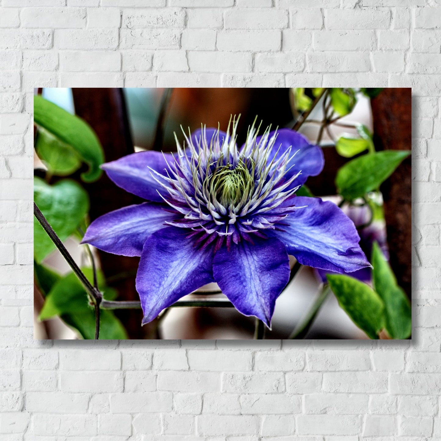 Dette detaljerte fotografiet fanger den slående skjønnheten til Klematis "Multi Blue", en klatreplante kjent for sine spektakulære blå-lilla blomster med et innslag av fiolett. Illustrasjonsmotivet viser motivet på lerret.