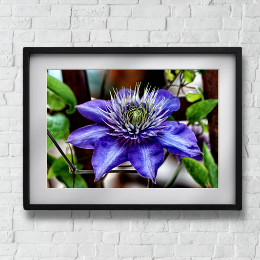Dette detaljerte fotografiet fanger den slående skjønnheten til Klematis "Multi Blue", en klatreplante kjent for sine spektakulære blå-lilla blomster med et innslag av fiolett. Illustrasjonsmotivet viser motivet som plakat i sort ramme.