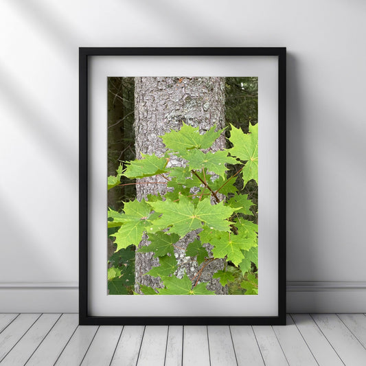 Fyll hjemmet ditt med naturens detaljerte skjønnhet med denne plakaten eller lerretet som fanger et nærbilde av friske, grønne lønneblader mot en bakgrunn av trestammen. Illustrasjonsfoto viser motivet som plakat i sort ramme.