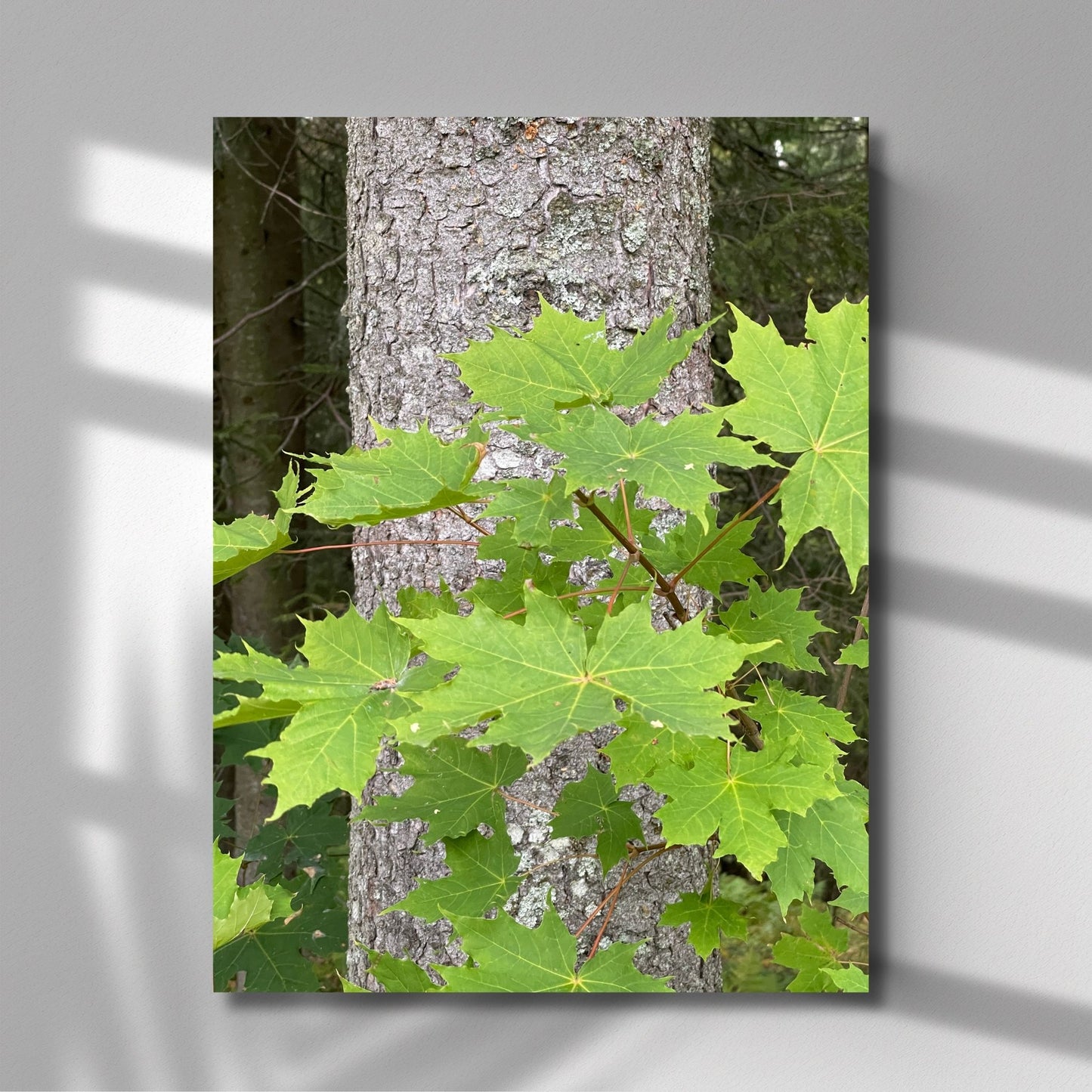 Fyll hjemmet ditt med naturens detaljerte skjønnhet med denne plakaten eller lerretet som fanger et nærbilde av friske, grønne lønneblader mot en bakgrunn av trestammen. Illustrasjonsfoto viser motivet på lerret.