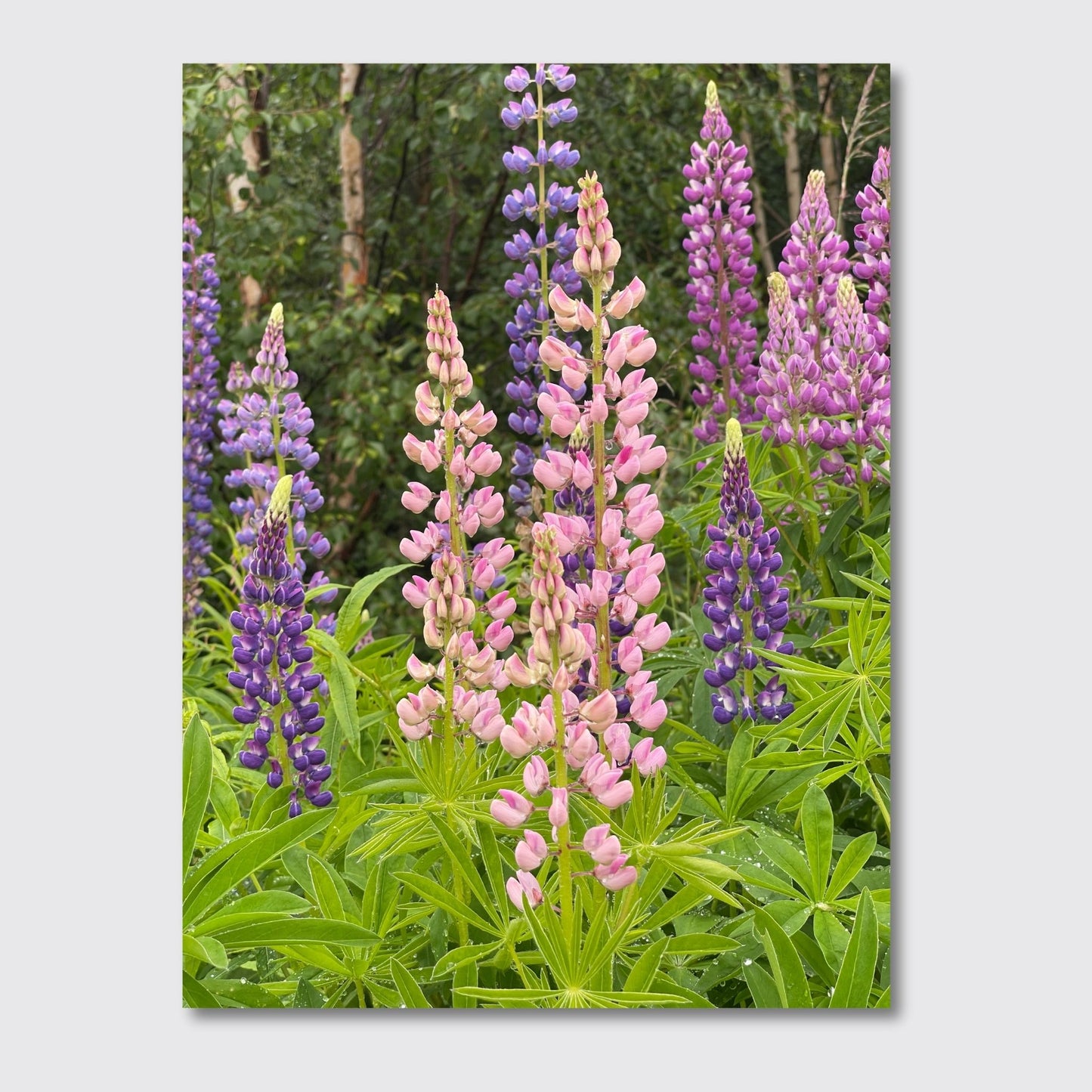 Få naturens skjønnhet rett inn i hjemmet ditt med fargerike Lupiner i full blomst. Illustrasjonsfoto viser motivet på lerret.