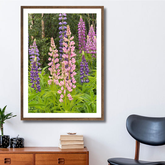 Få naturens skjønnhet rett inn i hjemmet ditt med fargerike Lupiner i full blomst. Illustrasjonsfoto viser motivet som plakat i brun ramme.