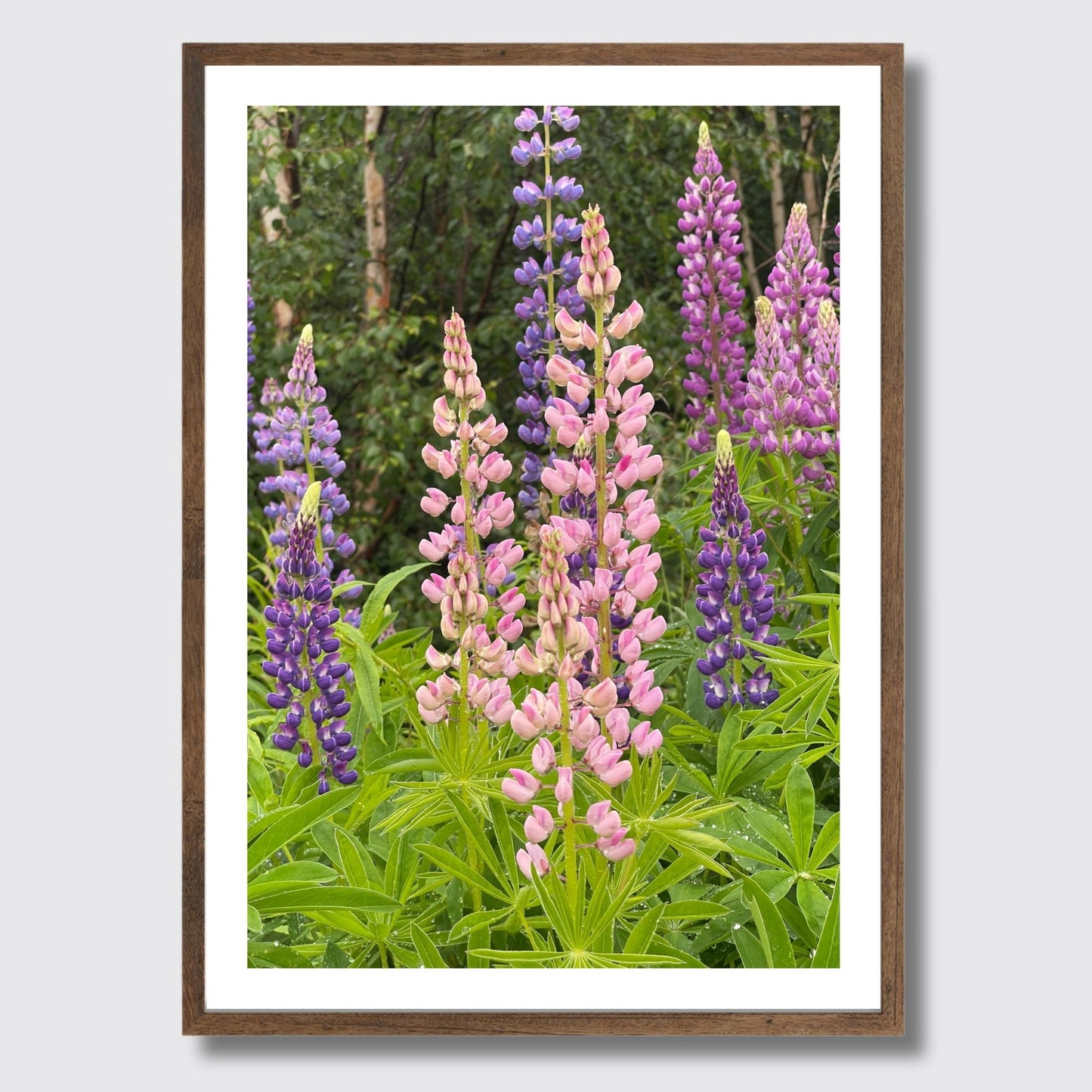 Få naturens skjønnhet rett inn i hjemmet ditt med fargerike Lupiner i full blomst. Illustrasjonsfoto viser motivet som plakat i brun ramme.