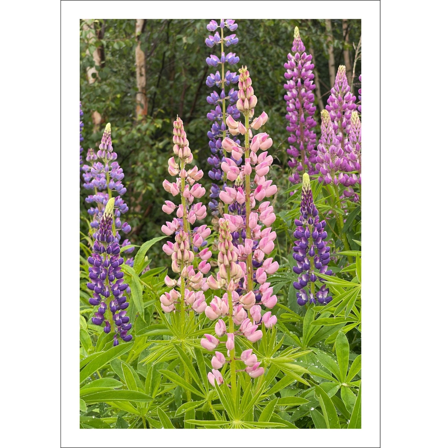 Få naturens skjønnhet rett inn i hjemmet ditt med fargerike Lupiner i full blomst.