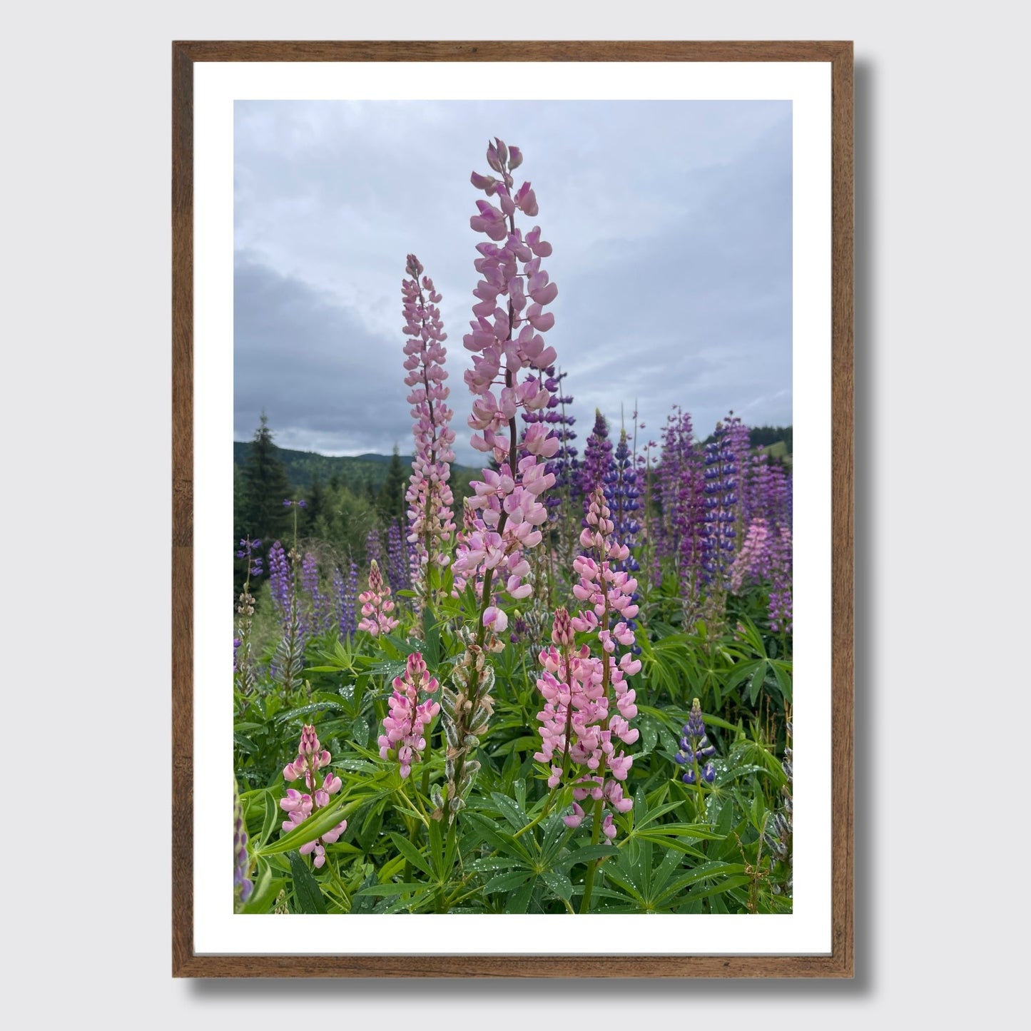 Få naturens skjønnhet rett inn i hjemmet ditt med fargerike Lupiner i full blomst. Illustrasjonsfoto viser motivet som plakat i brun ramme.